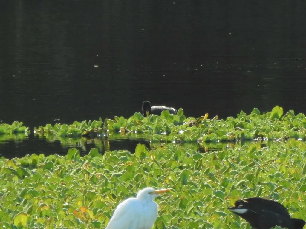 红额骨顶(Fulica rufifrons)