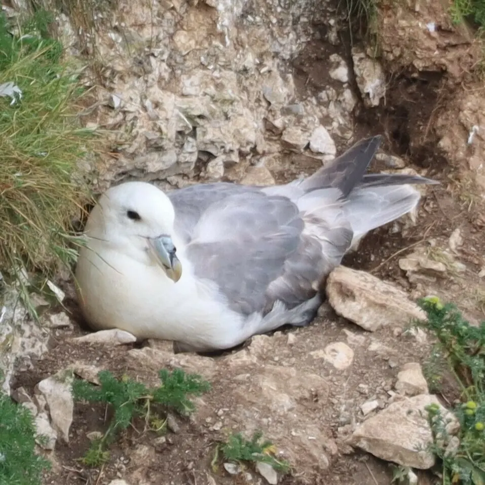 暴雪鹱(Fulmarus glacialis)