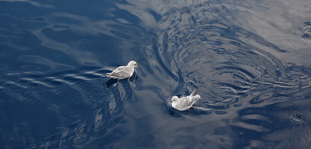 暴雪鹱(Fulmarus glacialis)