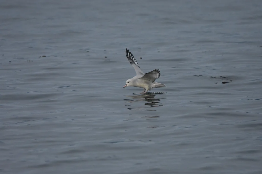 银灰暴风鹱(Fulmarus glacialoides)