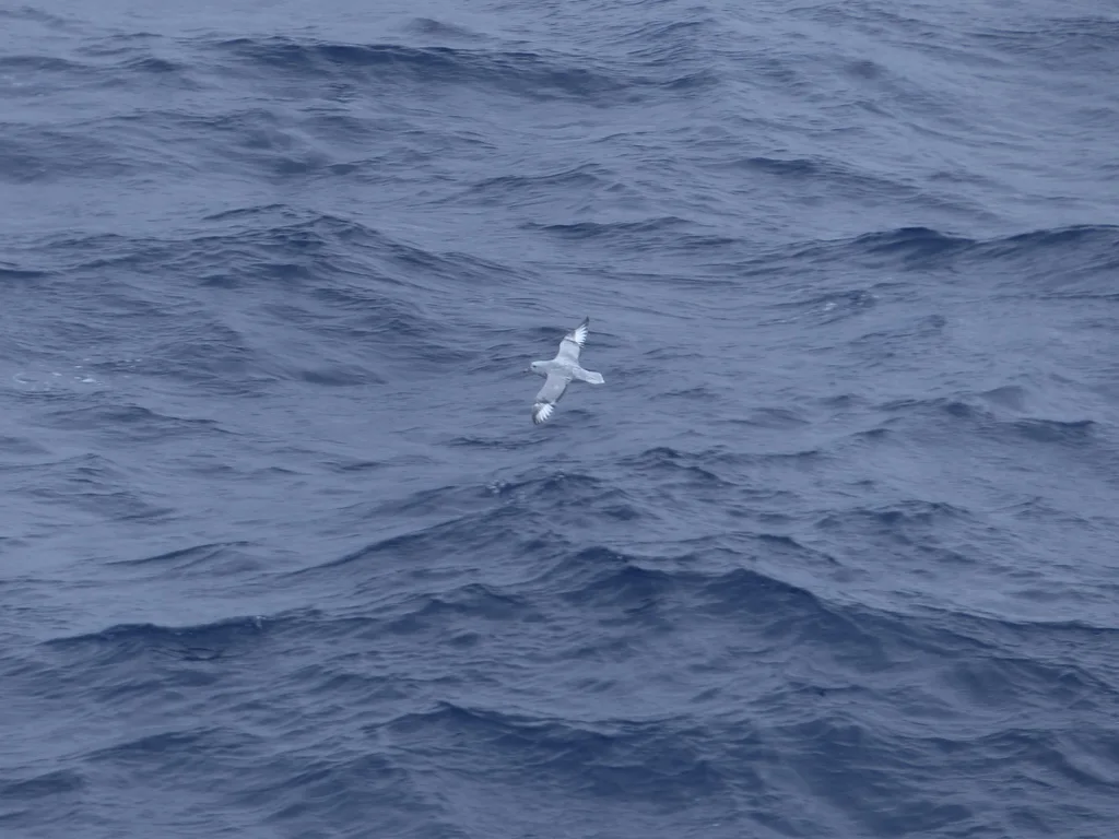 银灰暴风鹱(Fulmarus glacialoides)