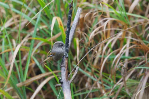 玉山雀鹛