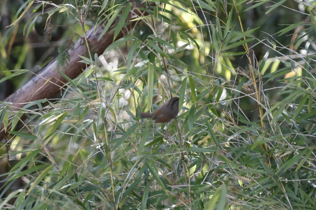 玉山雀鹛(Fulvetta formosana)