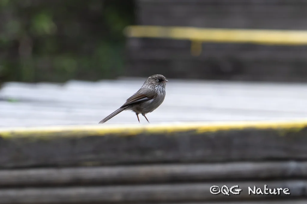 中华雀鹛(Fulvetta striaticollis)