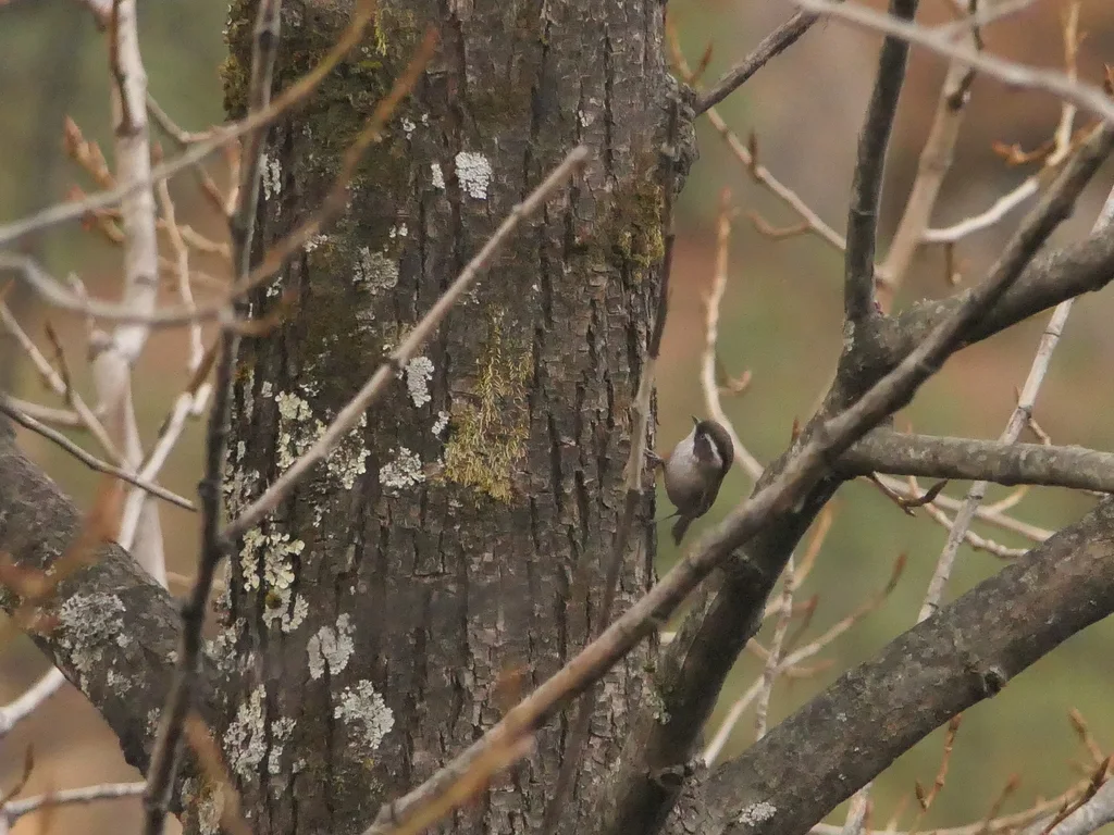 白眉雀鹛(Fulvetta vinipectus)