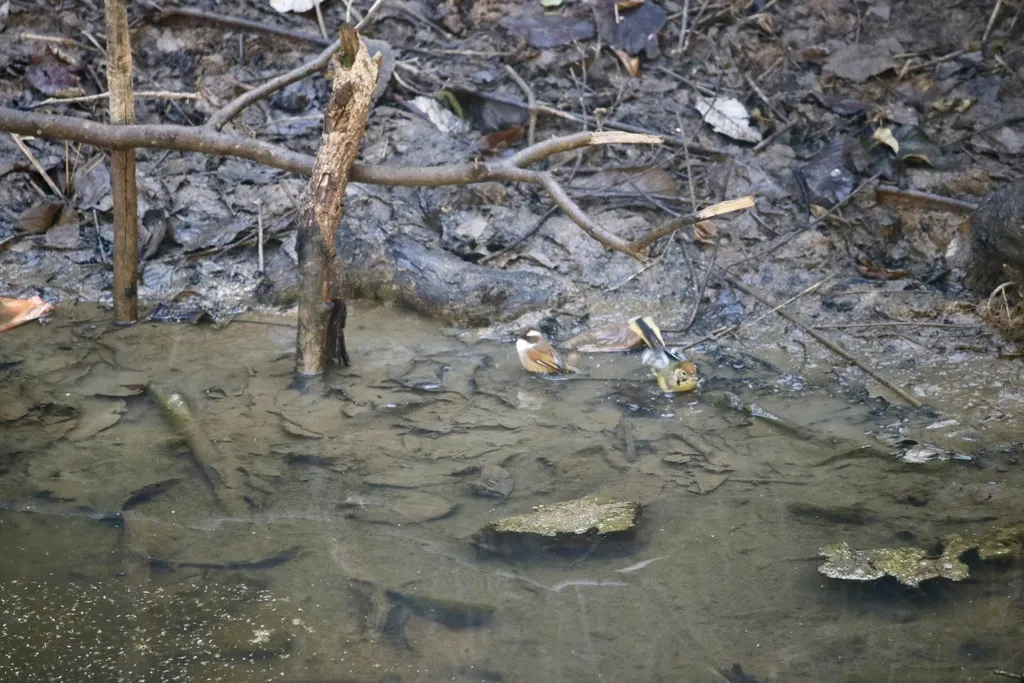 白眉雀鹛(Fulvetta vinipectus)