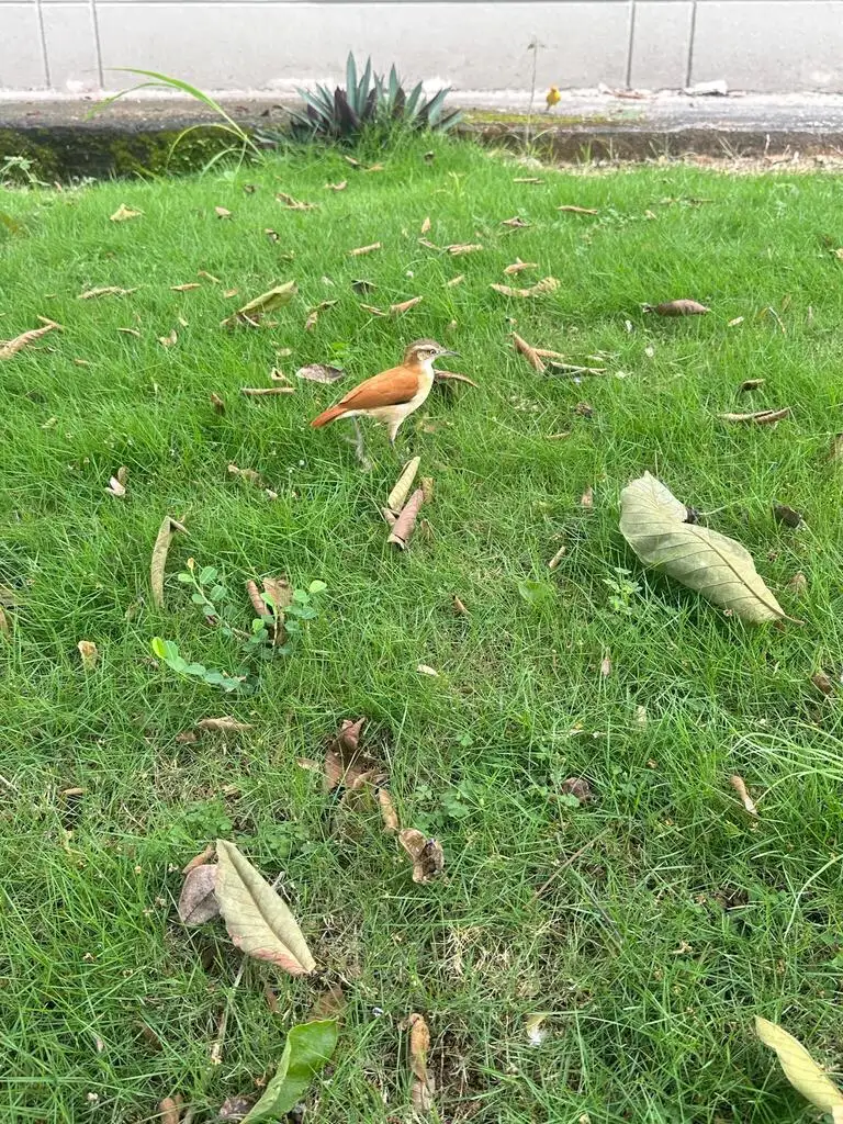 太平洋灶鸟(Furnarius cinnamomeus)