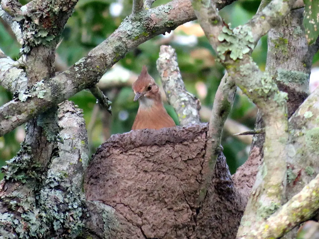 冠灶鸟(Furnarius cristatus)