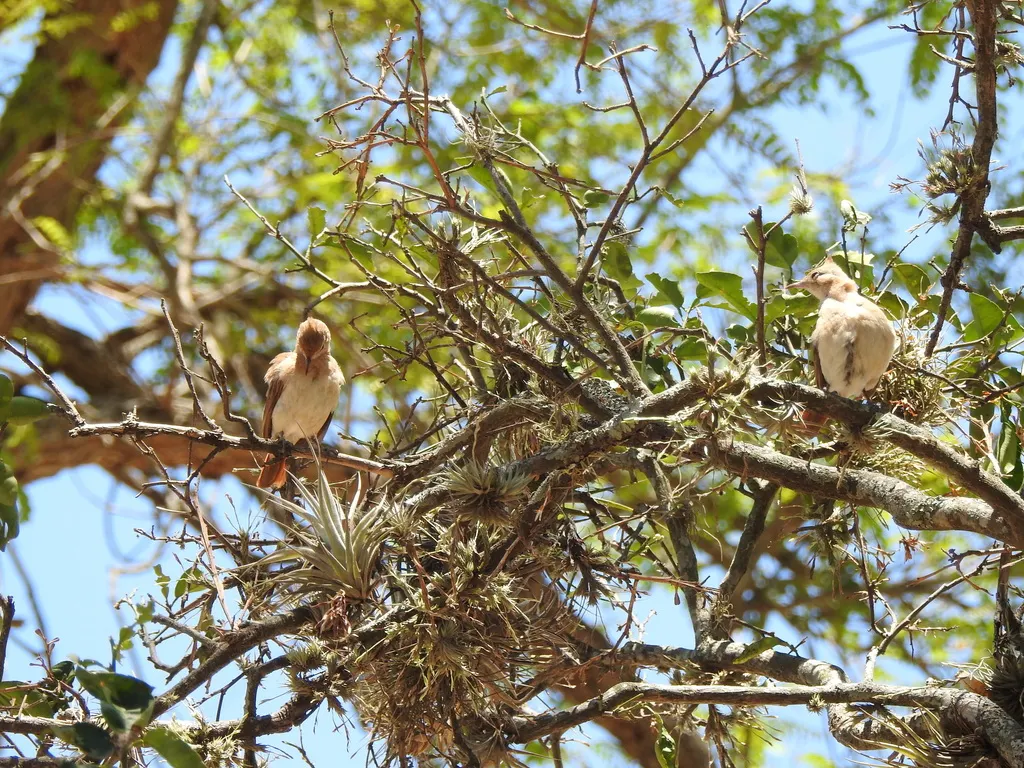 冠灶鸟(Furnarius cristatus)
