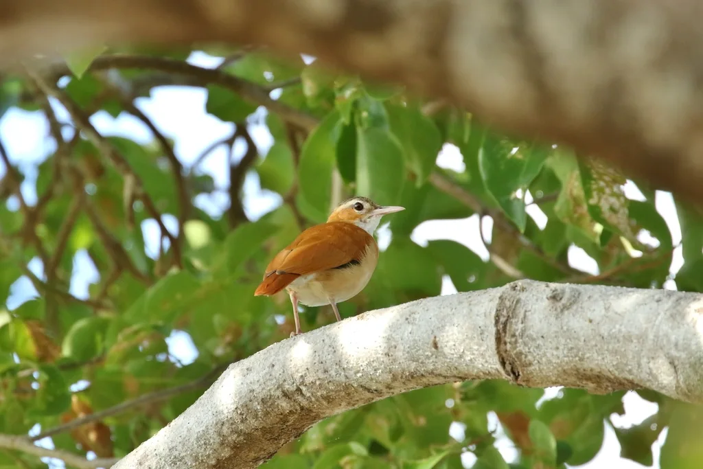 加勒比灶鸟（Furnarius longirostris）