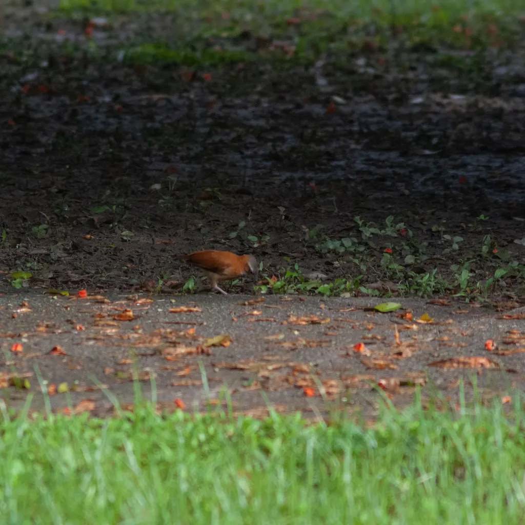 加勒比灶鸟（Furnarius longirostris）