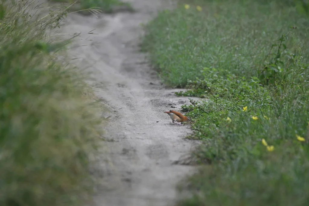 加勒比灶鸟（Furnarius longirostris）