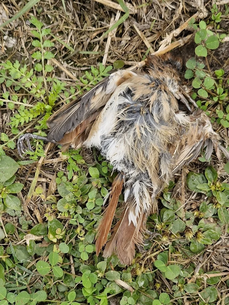 棕灶鸟(Furnarius rufus)