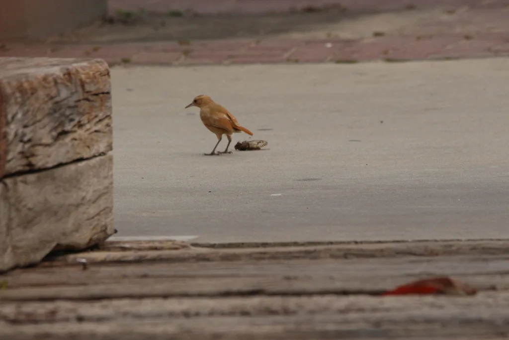 棕灶鸟(Furnarius rufus)