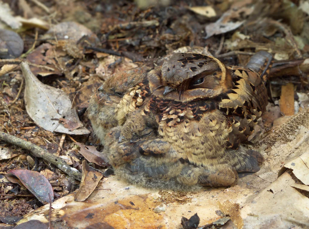 领夜鹰(Gactornis enarratus)