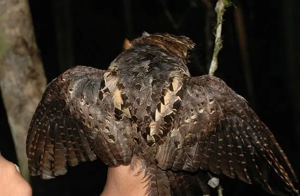 领夜鹰(Gactornis enarratus)