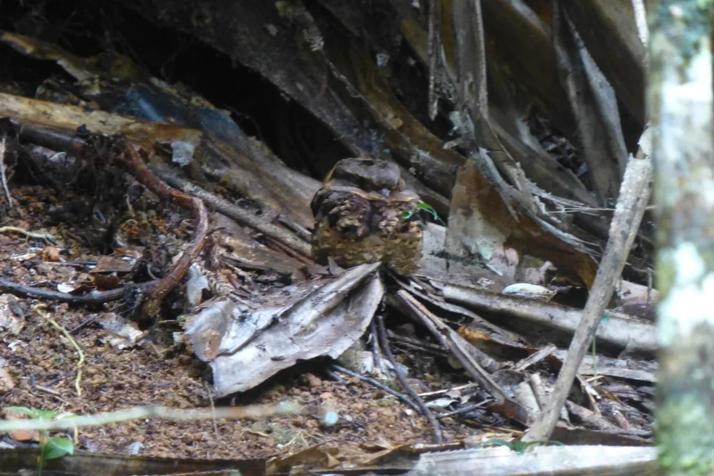 领夜鹰(Gactornis enarratus)