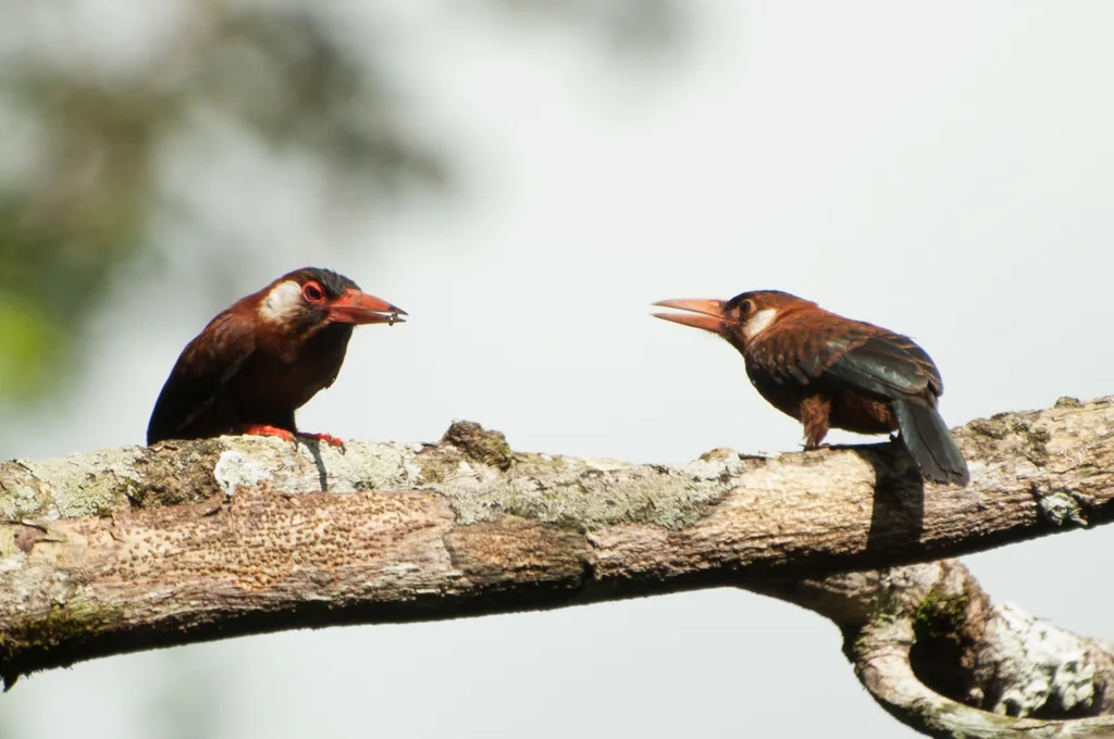 白耳鹟䴕(Galbalcyrhynchus leucotis)