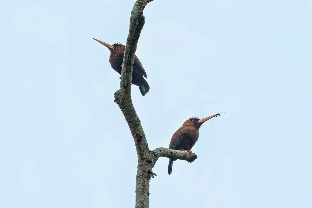 栗鹟䴕(Galbalcyrhynchus purusianus)