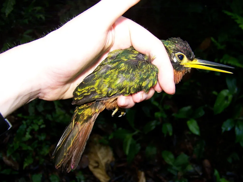 黄嘴鹟䴕(Galbula albirostris)