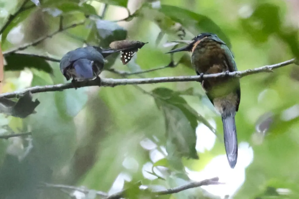紫鹟䴕(Galbula chalcothorax)