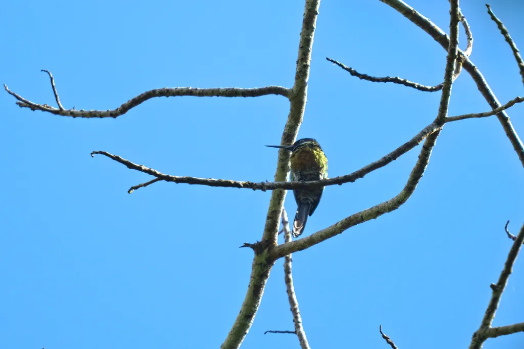 紫鹟䴕(Galbula chalcothorax)