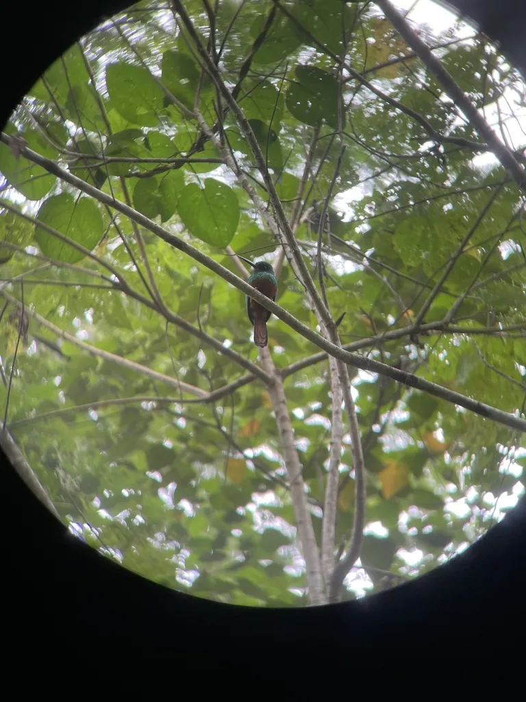 蓝额鹟䴕（Galbula cyanescens）