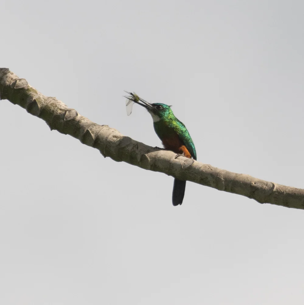 绿尾鹟䴕(Galbula galbula)