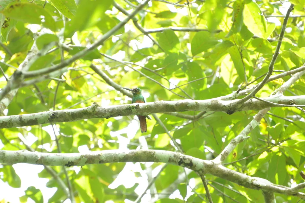 白颏鹟䴕(Galbula tombacea)