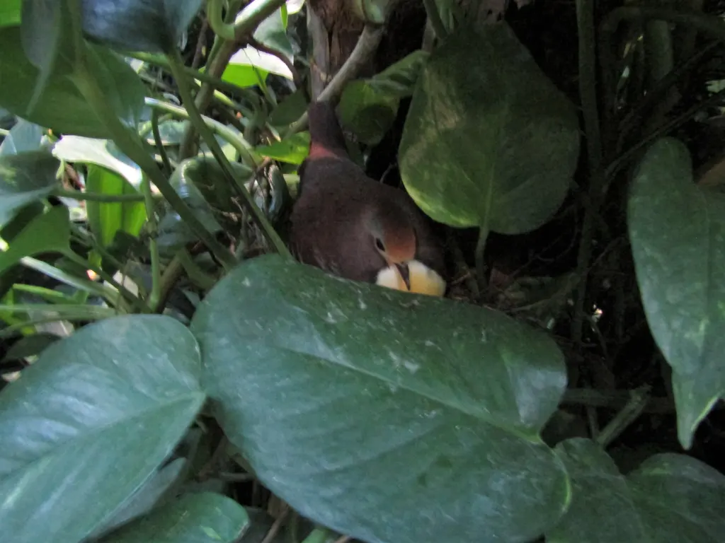 红喉鸡鸠(Gallicolumba rufigula)