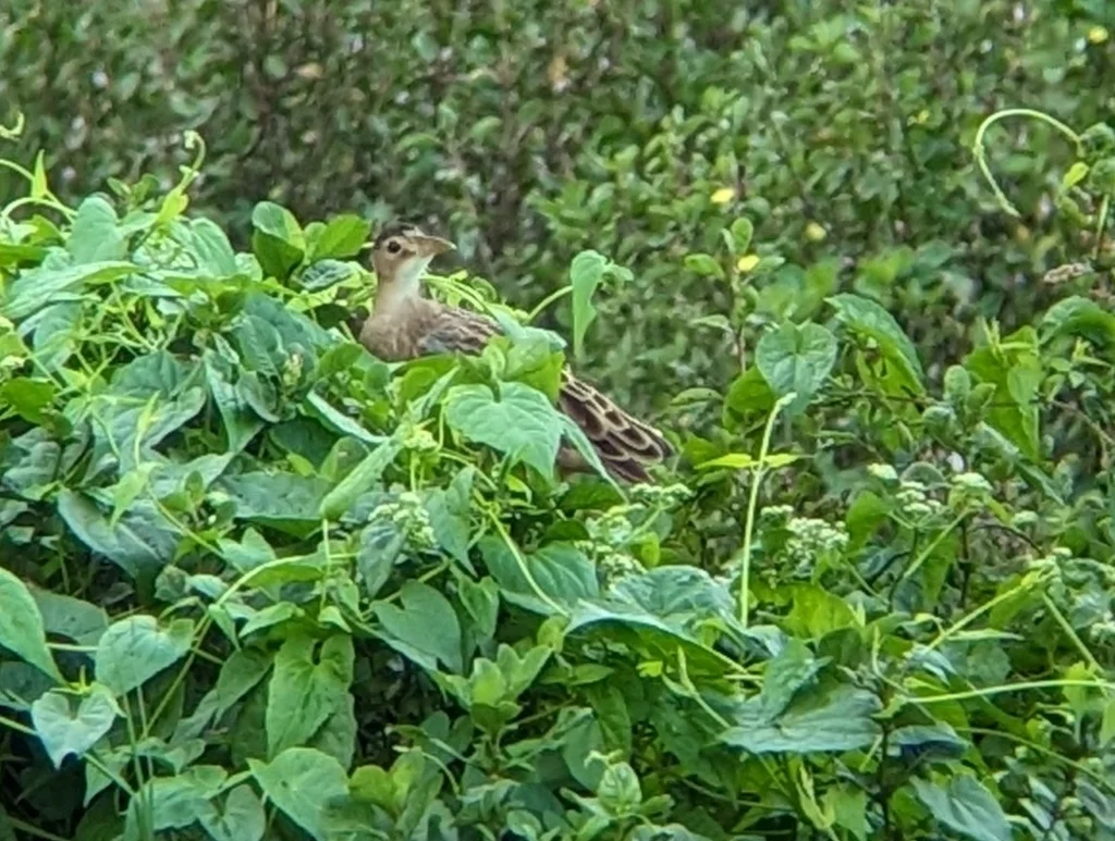 董鸡(Gallicrex cinerea)