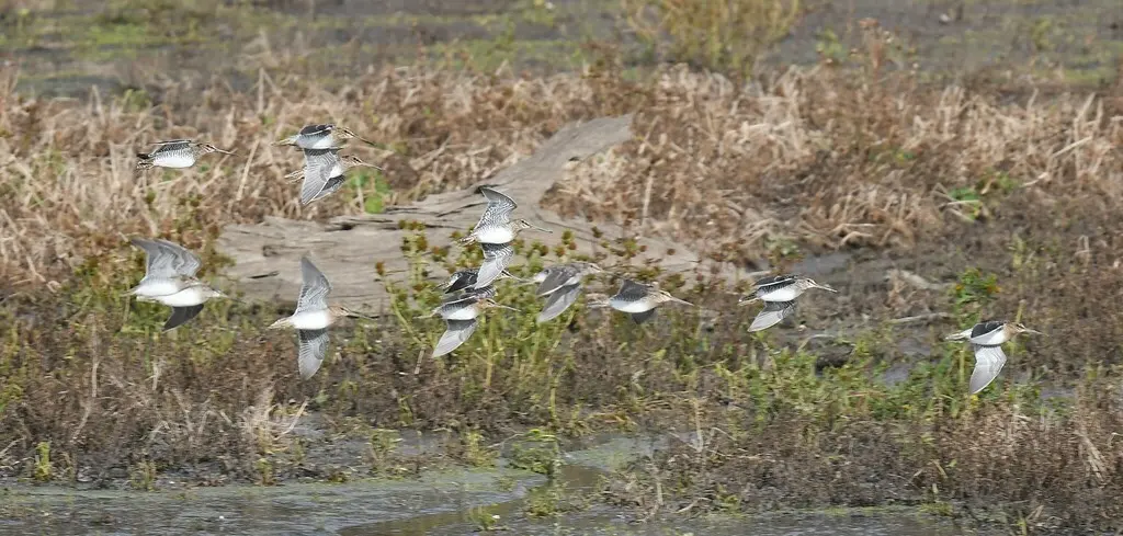 美洲沙锥(Gallinago delicata)