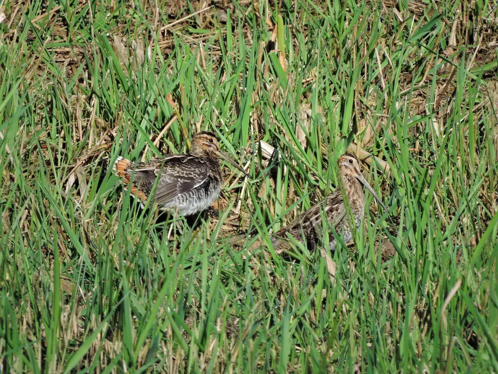 扇尾沙锥(Gallinago gallinago)