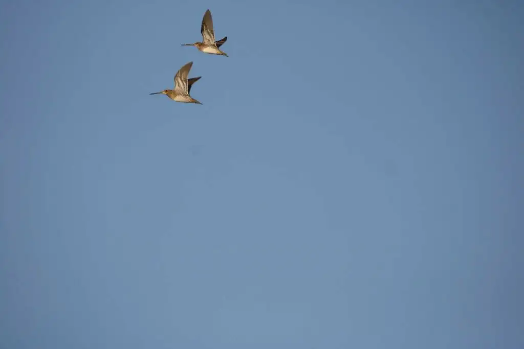 扇尾沙锥(Gallinago gallinago)