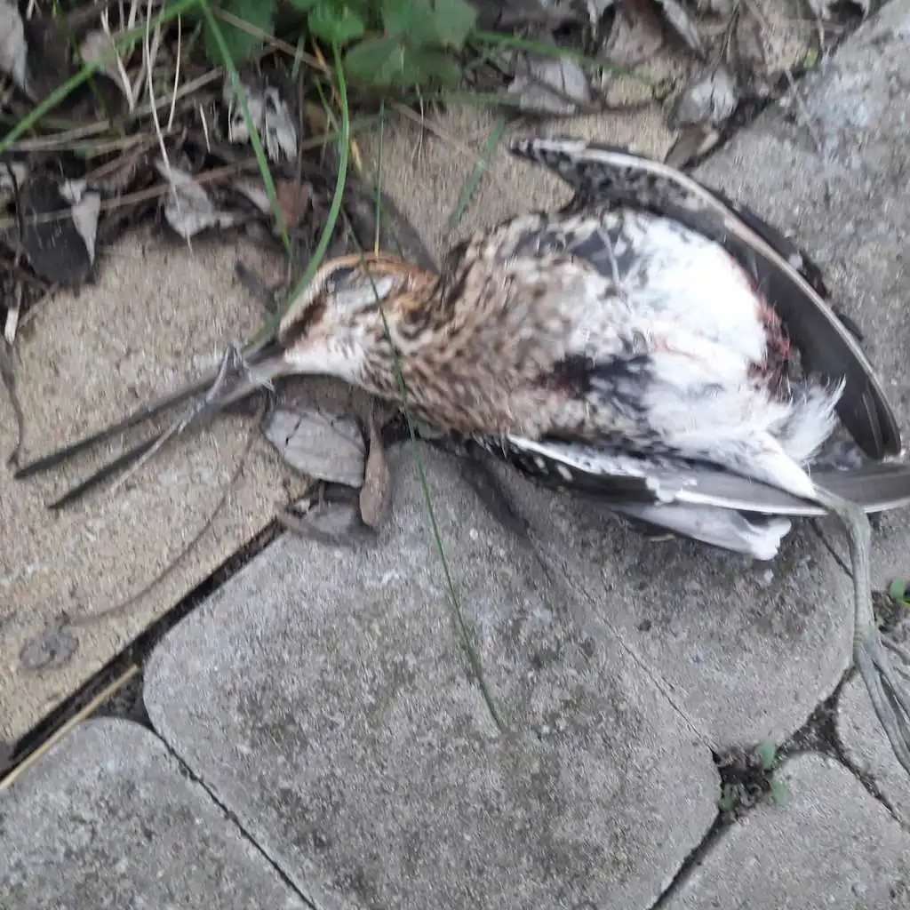 扇尾沙锥(Gallinago gallinago)