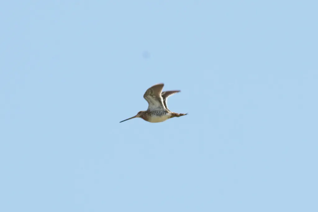 扇尾沙锥(Gallinago gallinago)