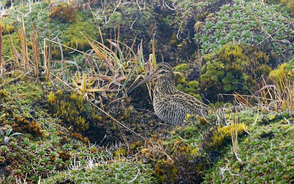 安第斯沙锥(Gallinago jamesoni)