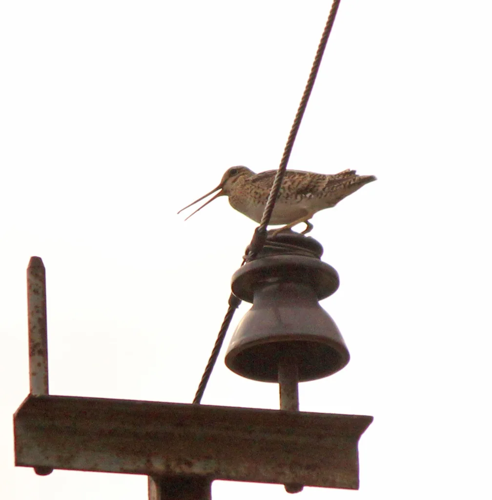 大沙锥(Gallinago megala)