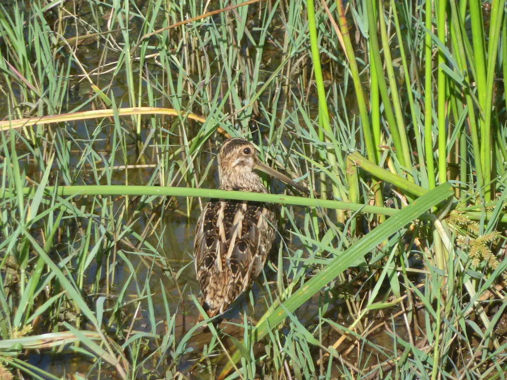 非洲沙锥(Gallinago nigripennis)