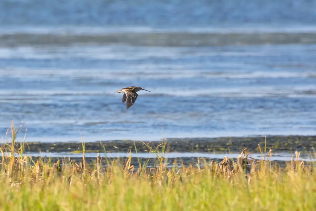 非洲沙锥(Gallinago nigripennis)