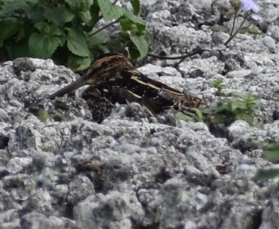 非洲沙锥(Gallinago nigripennis)
