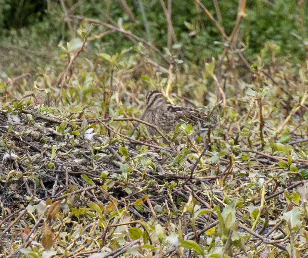非洲沙锥(Gallinago nigripennis)