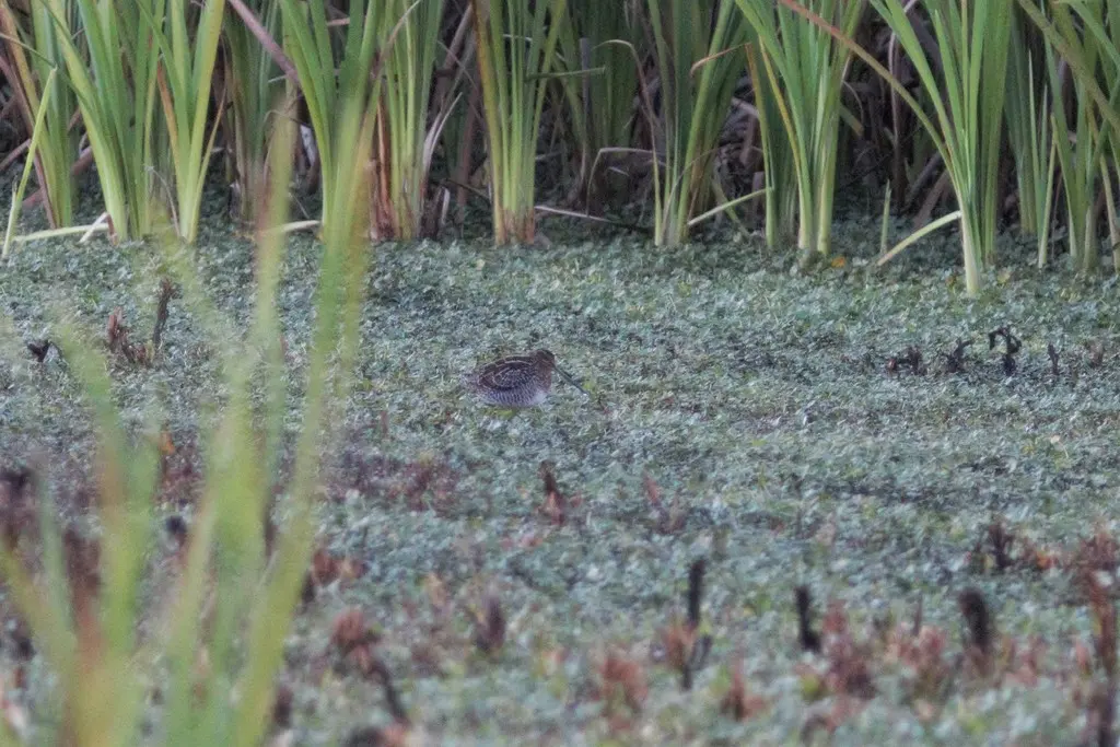 长嘴沙锥(Gallinago nobilis)