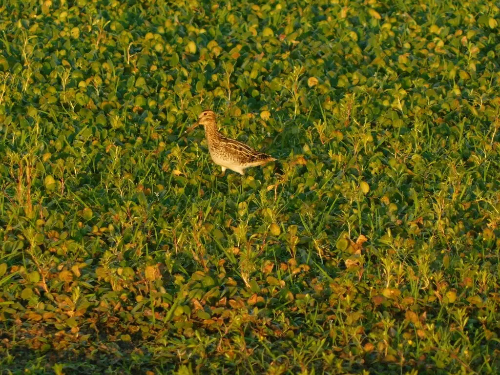 南美沙锥(Gallinago paraguaiae)