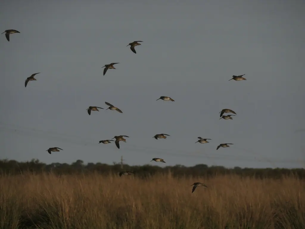 南美沙锥(Gallinago paraguaiae)