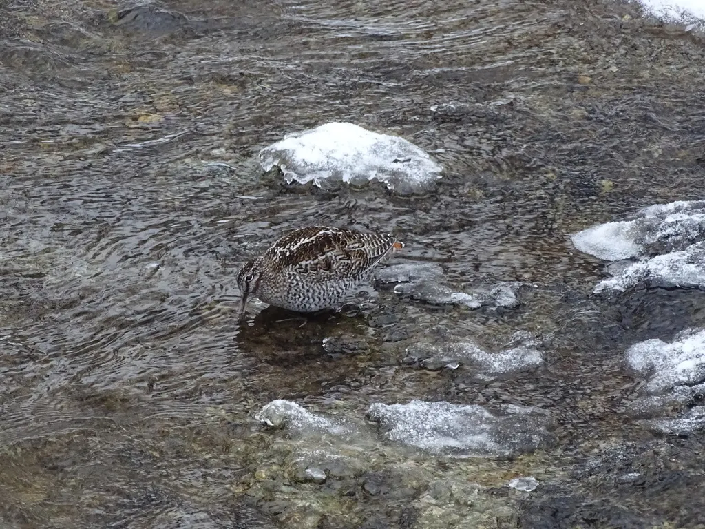 孤沙锥(Gallinago solitaria)