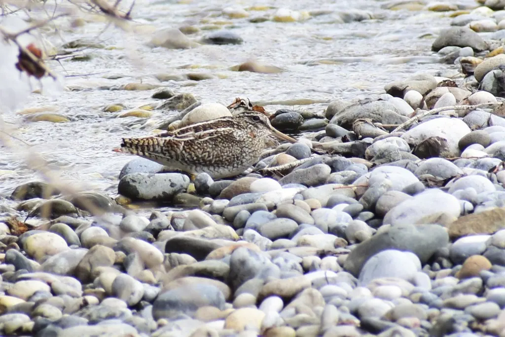 孤沙锥(Gallinago solitaria)