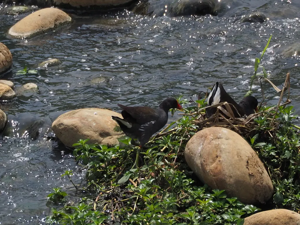 黑水鸡(Gallinula chloropus)