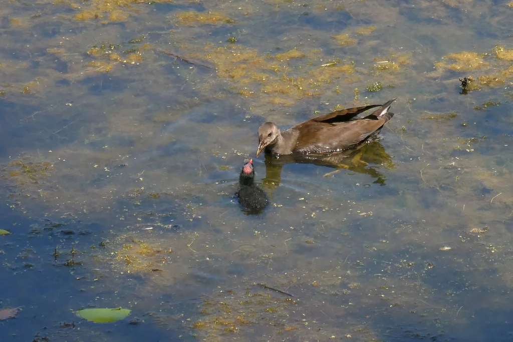黑水鸡(Gallinula chloropus)