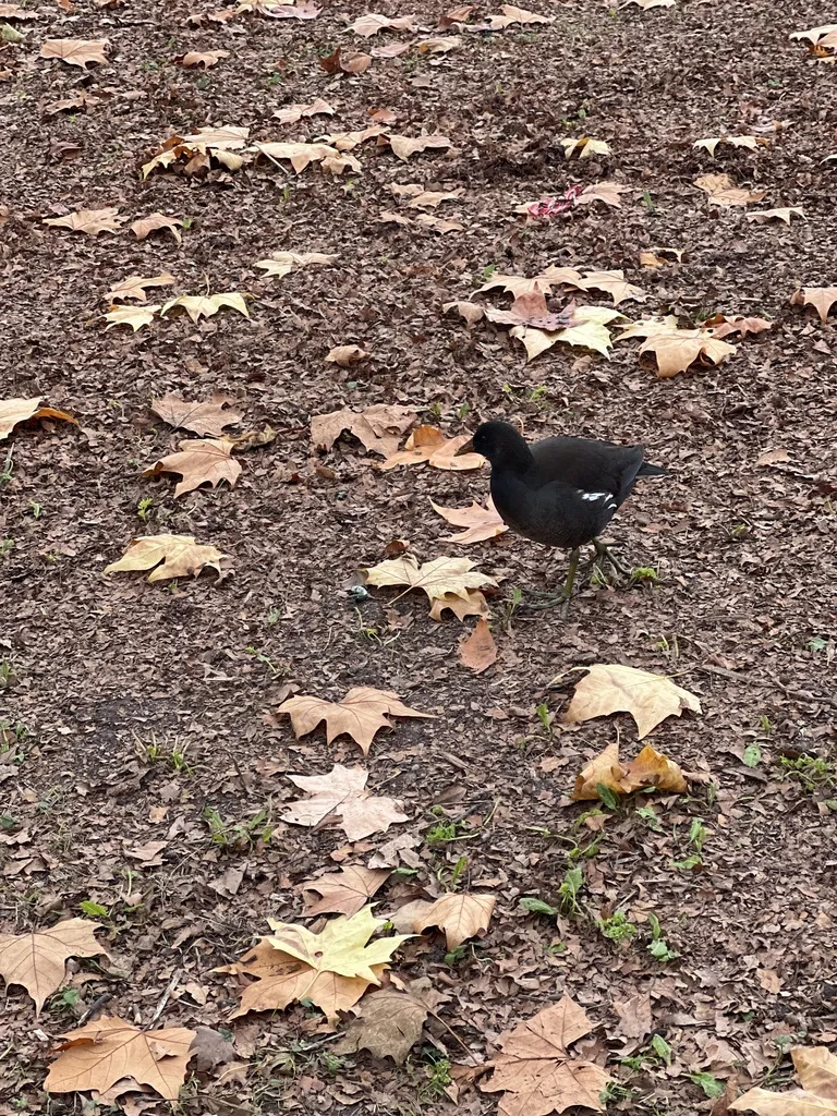 黑水鸡(Gallinula chloropus)